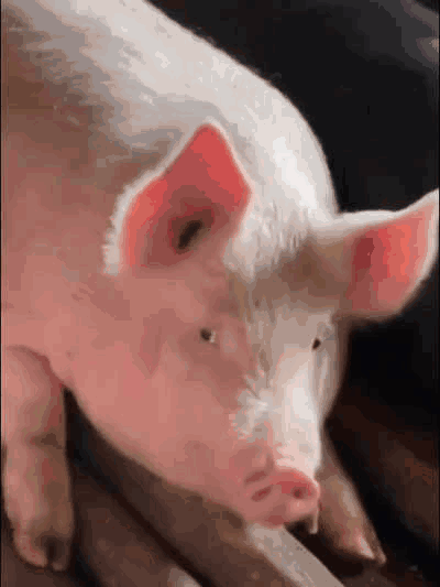 pig003.gif