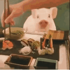 pig013.gif