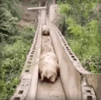 pig014.gif