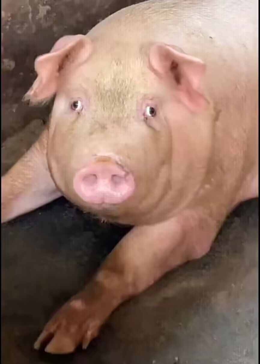 pig018.gif
