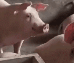 pig021.gif