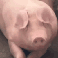 pig031.gif