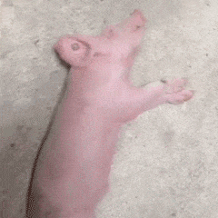 pig032.gif