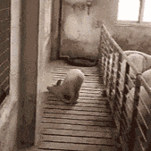 pig034.gif