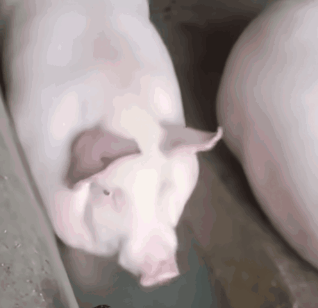 pig035.gif