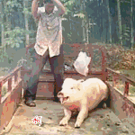 pig045.gif